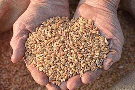 为什么小麦没有水稻产量高，反而还比大米便宜？