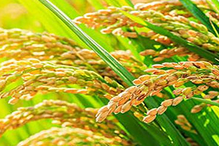 涨知识啦，什么是杂交水稻？