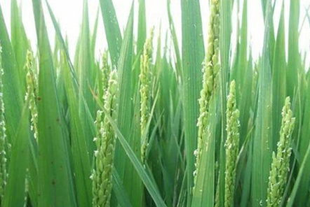 我国科学家成功克隆水稻白叶枯病“克星”基因