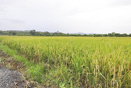 农村种水稻，怎样除掉田中的稗草，还不伤到水稻苗？